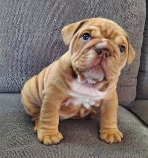 Photo №1. english bulldog - for sale in the city of Los Angeles | 600$ | Announcement № 86765