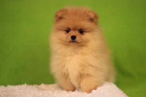 Additional photos: Pomeranian Spitz