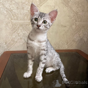 Photo №3. Egyptian mau kittens. Germany