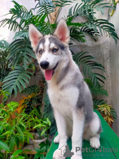 Photo №1. siberian husky - for sale in the city of Helsinki | 600$ | Announcement № 51130