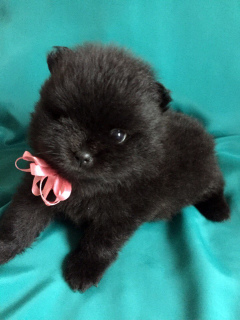 Photo №3. Spitz puppies are offered!. Russian Federation