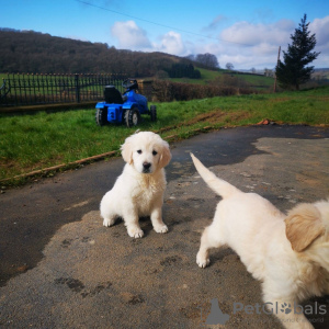 Photo №2 to announcement № 117937 for the sale of golden retriever - buy in Germany breeder