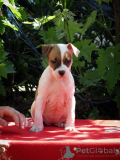 Additional photos: American Staffordshire Terrier, puppies