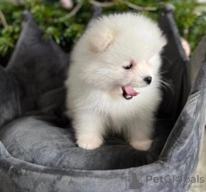 Photo №1. pomeranian - for sale in the city of Attard | negotiated | Announcement № 47598