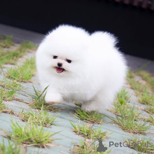 Photo №3. Pomeranian Puppies are available. Germany