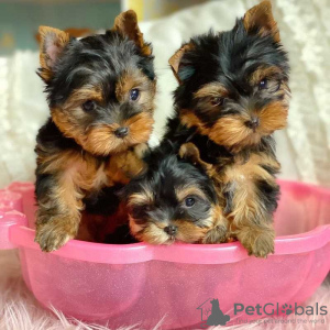 Photo №1. beaver yorkshire terrier - for sale in the city of Бург | 150$ | Announcement № 129620