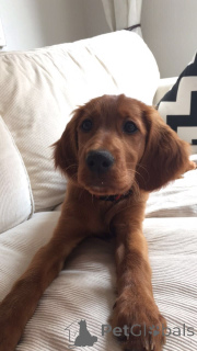 Photo №3. Irish Setter. Germany