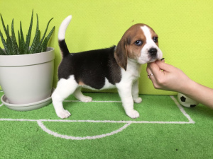 Photo №2 to announcement № 565 for the sale of beagle - buy in Belarus breeder