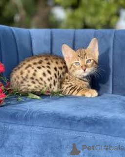 Photo №2 to announcement № 165520 for the sale of savannah cat - buy in France private announcement, breeder