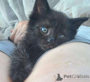 Photo №1.  - for sale in the city of Moscow river | Is free | Announcement № 146283