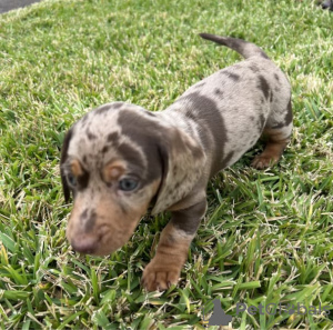 Photo №1. dachshund - for sale in the city of Paola | negotiated | Announcement № 47612