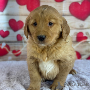 Photo №3. Golden Retriever Male 9 weeks old Ready to go home. United States
