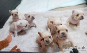 Photo №4. I will sell french bulldog in the city of Karaganda. from nursery - price - 1650$