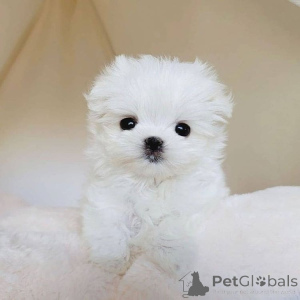 Photo №3. Maltese puppies Male and female  AKC registered  Vet checked  Sire and dame on. France