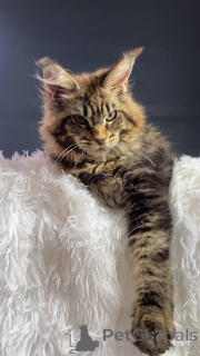 Photo №3. Khusikhadzhieva Amina Alievna. Russian Federation