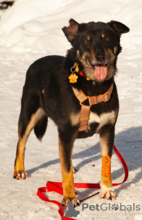 Photo №1. non-pedigree dogs - for sale in the city of Moskova | Is free | Announcement № 167279