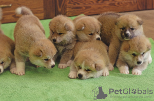 Photo №4. I will sell akita in the city of Kharkov. private announcement, breeder - price - 450$