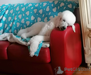 Additional photos: Standard poodle boy for sale