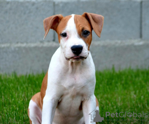 Photo №4. I will sell american staffordshire terrier in the city of Stara Pazova. breeder - price - negotiated