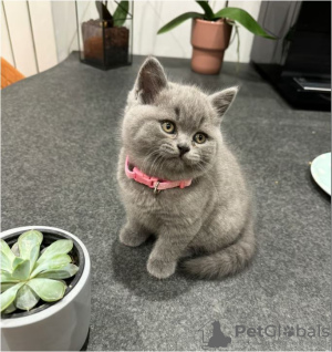 Photo №1. british shorthair - for sale in the city of Штутгарт | 475$ | Announcement № 104147