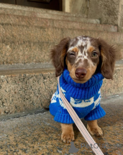 Photo №3. Looking for a Loving Home contact whatsapp business 447450021323. Finland