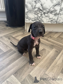 Photo №3. Vokiečių dogo šuniukai... rašykite man . Lithuania