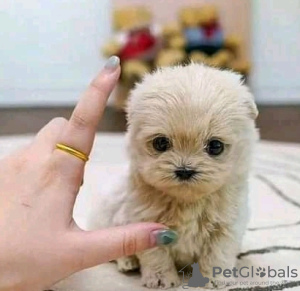 Photo №1. poodle (royal) - for sale in the city of Alabama Shores | 400$ | Announcement № 133936