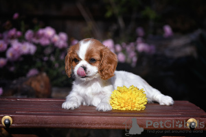 Photo №2 to announcement № 78704 for the sale of cavalier king charles spaniel - buy in Belarus from nursery
