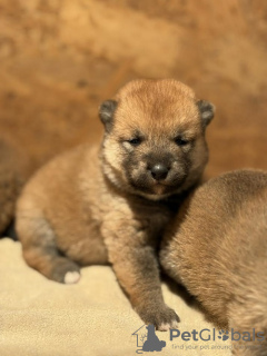 Photo №3. Shiba Inu puppies. Serbia