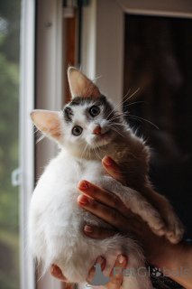 Photo №1.  - for sale in the city of Moscow river | Is free | Announcement № 148224