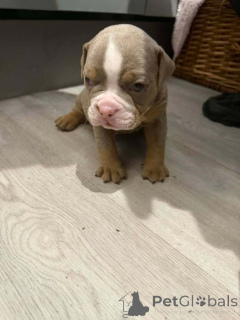 Photo №1. english bulldog - for sale in the city of Antwerp | 258$ | Announcement № 163732