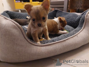 Photo №1. chihuahua - for sale in the city of Вилкавишкис | 349$ | Announcement № 75773