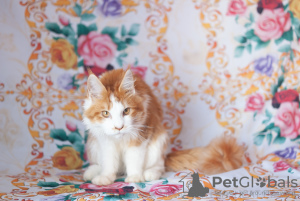 Photo №2 to announcement № 7060 for the sale of maine coon - buy in Russian Federation from nursery, breeder