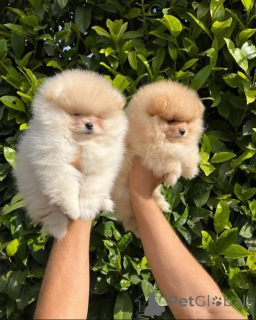 Photo №4. I will sell pomeranian in the city of Helsinki.  - price - 568$