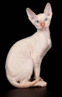 Photo №1. cornish rex - for sale in the city of Odintsovo | 471$ | Announcement № 898