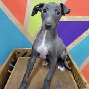Photo №3. Italian Greyhound Puppies. Switzerland