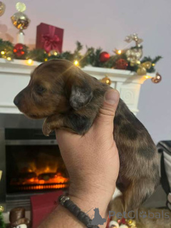 Photo №2 to announcement № 160932 for the sale of dachshund - buy in Serbia 