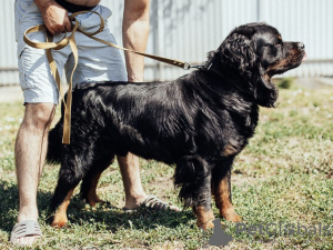 Photo №3. Big dog Caesar. Russian Federation
