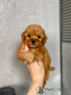 Photo №2 to announcement № 139084 for the sale of poodle (royal) - buy in Germany breeder