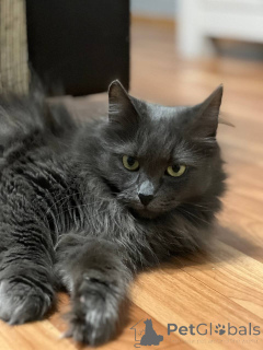 Photo №1.  - for sale in the city of Minsk | Is free | Announcement № 157487