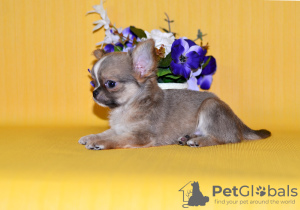 Photo №4. I will sell chihuahua in the city of Москва. from nursery, breeder - price - 765$