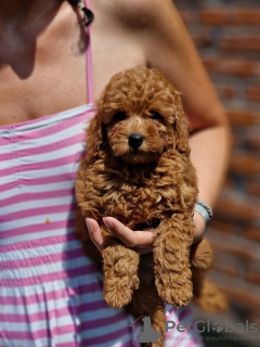 Photo №2 to announcement № 119950 for the sale of poodle (toy) - buy in Serbia 