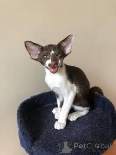 Photo №2 to announcement № 168359 for the sale of oriental shorthair - buy in Poland private announcement, breeder
