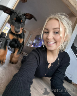 Photo №3. KC-registered Doberman puppy. Germany