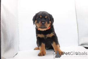 Photo №3. Acești frumoși pui de Rottweiler. Romania