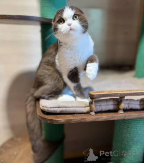 Photo №1. british shorthair - for sale in the city of Reykjavík | negotiated | Announcement № 155693