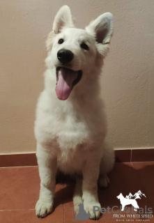 Additional photos: White swiss shepherd