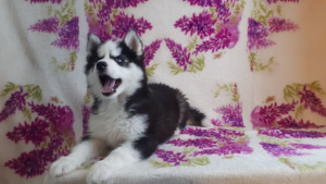 Additional photos: Very beautiful, smart Siberian Husky puppies for sale from wonderful parents