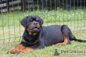 Photo №1. rottweiler - for sale in the city of Loznica | negotiated | Announcement № 58896