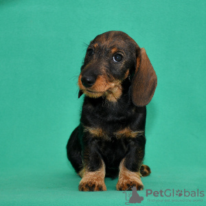 Photo №2 to announcement № 94391 for the sale of dachshund - buy in Russian Federation from nursery